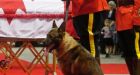 Moncton RCMP Const. Dave Ross's dog, Danny, to get new partner
