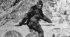 Bigfoot hair samples discounted by DNA testing