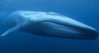 Whale poop could mitigate global warming