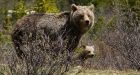 Grizzly Bear sighted north of Squamish , B.C.
