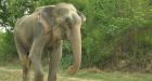 Raju the elephant cried on the day he was released from chains