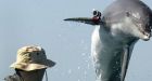 Hey Russia, Ukraine would like its military-trained killer dolphins back
