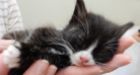 10 kittens found taped in cardboard box in dumpster in Langley, B.C.