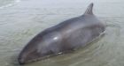 False killer whale calf rescued after washing ashore near Tofino