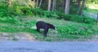 Bear attacks Parry Sound area home 3 times, shot by owner
