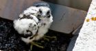 Rare falcon born atop Oshawa hospital