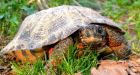 Turtle populations threatened by Ontario poachers
