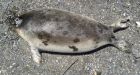 Scientist says headless seals likely the work of scavengers