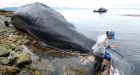 Well-known Alaska humpback whale killed in boat collision