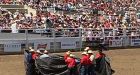 Steer euthanized at Calgary Stampede after wrestling event