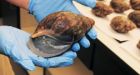 Giant African snails seized at Los Angeles airport