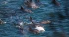 Gang of murderous dolphins off the coast of Wales