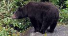 Thunder Bay man 'taken down' by bear