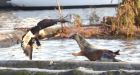 Newborn seal and mom attacked by bald eagle