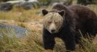 Grizzly bear 'highway' uncovered in B.C. rainforest