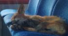 Fox takes a nap on Ottawa city bus