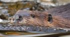 Beavers do landscaping for Alberta family