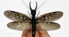 World's biggest aquatic insect claimed by China