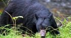 How to survive a black bear encounter