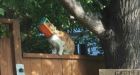 Somebody keeps sabotaging rescue efforts of a cat with its head stuck in a bird feeder