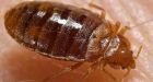 Subway Trains Fumigated After Bedbugs Found