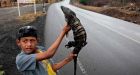 Nicaraguans told to eat iguanas as drought threatens food crisis