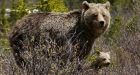 Banff seeing 'unprecedented' wildlife incidents, says ecologist