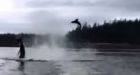 Killer whale flips sea lion into air in YouTube video