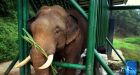No. 1 Most Expensive Coffee Comes From Elephant's No. 2