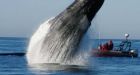 Foggy the humpback whale returns to Bay of Fundy after close call