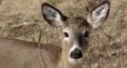 PETA takes aim at Kennebecasis deer hunting pilot project