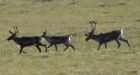 N.W.T.s Bluenose-East, Bathurst caribou in alarming decline