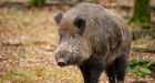 Radioactive wild boar roaming the forests of Germany