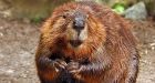 Vicious beaver attacks Halifax snorkeler off Nova Scotias coast