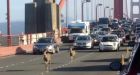 Deer safe after crossing San Francisco's Golden Gate Bridge