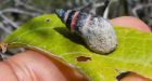 Seychelles snail, believed extinct due to climate change, found 'alive and well,'