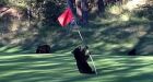 Baby bear's pole dancing on golf course caught on YouTube video