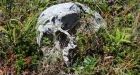 Human skull found risen from the grave in resettled Placentia Bay