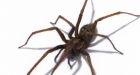 Are spiders getting bigger' Warm summer has caused arachnids to grow larger, say experts