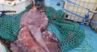 Colossal squid the size of a minibus examined by scientists