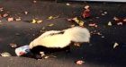 Skunk with head stuck in beer can rescued in Ohio