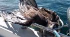 Bald eagle rescue by fisherman posted on YouTube