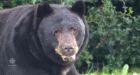 Big bear won't budge from Port Coquitlam neighbourhood