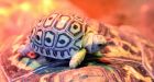 Canadian accused of smuggling had 51 live turtles stuffed in pants
