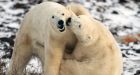 Manitoba honours man who saved woman attacked by polar bear
