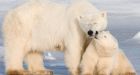 Chinese polar bear cub lands starring role in Canadian film