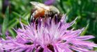 Bees, birds may suffer long-term consequences from common pesticides