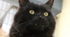 Timmy the black cat whose vampire-like teeth put prospective owners off gets new family