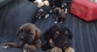 Hunter finds 20 abandoned puppies in field, gives them clothes off his back