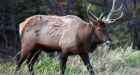 Thousands of cunning elk running amok on Alberta farms